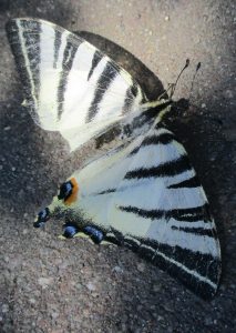 Segíts, nyújts kezet. Ma nekem, holnap neked.