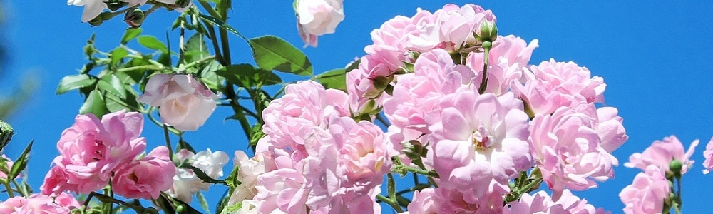 User banner image