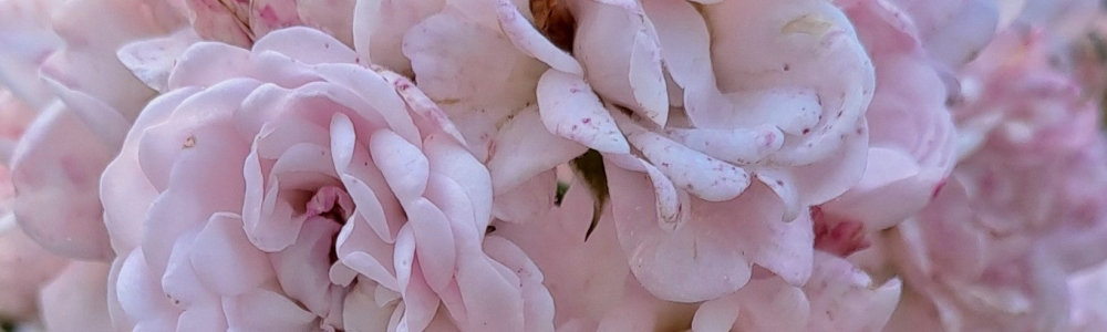 User banner image