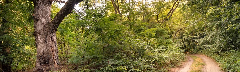 User banner image